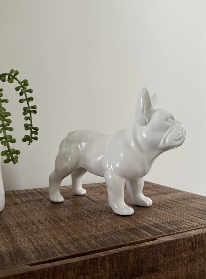 French Bulldog medium white